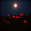 Lune Rouge