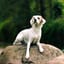 戻ってくるよね?(犬の歌)
