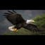 $ $ $  >>>  OK ! !  <<< {  * *  REGINA DEL  CIELO  * * }  $ $ $   