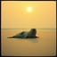 Seal marine