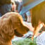 犬飼ったった（犬の歌）