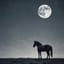Aujourd'hui, ReMi a dit...(Le Cheval Noir) / Today, ReMi said..(The Black Horse)
