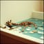 Giraffen in meinem Zimmer