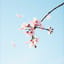 Fleurs de Cerisier Entre Nous