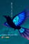 星になったヨダカ Nightjar , Became a Star