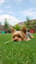 ねぇ聞いて虫（犬の歌）