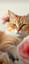 The Cat Beast's Melancholy
猫獣人の憂鬱 2025.4.20