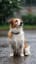 不意な雨（犬の歌）