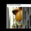  1LOVELY FUNK  BUT GARFIELD 