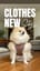 タンクトップ(犬の歌)