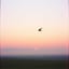 제목: 새벽의 비상 Soaring at Dawn in Korean