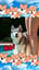 できないです(犬の歌)