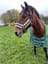 My Horse Max
