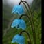 Himalayan Blue