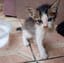 Kucing Mengeong (version B) 
