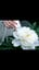 白牡丹 | White Peony