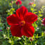 Liebe und Blume