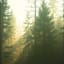Whispering Pines Echo