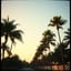 Tropics in My Head