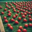 Strawberry Power