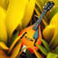 Tarantella roots reggae (Instrumental)