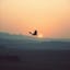 🎵Khartsag Üg (The Falcon’s Word) - Xöömei-Kargyraa song for LuminousBonds💚