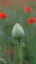 Mohnblumenfeld