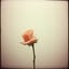 La mia rosa