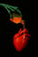 Amphetamine and Kerosene