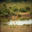 Waterhole Strut