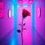 Rose of Passion III