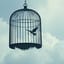 Set Me Free