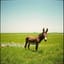 donkey