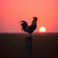 ⌞🥕⌝ ~`Feathers and Leather.` (Country, like nails on a chalkboard)