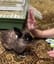 🐰Black nose:High Five!!