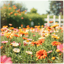 夏花の歌 (1) #Flowers