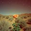 Desert Rose @ alxndrmtv's (Reimagined) (Remix)