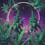 Mother Sativa -2-