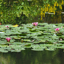 Let the Lilies Speak- Dedicated to Claude Monet