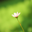 花兒說03