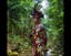 Spirit Of The Fire Forrest 