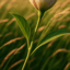 Flowers #Flowers