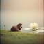 Frissons d’Amour|Un Silo de Poésie |Une Marmotte, Un Silo, Un Étang de Nénuphars