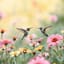 The Hummingbird Symphony