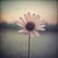 A Faded Memory