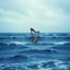 Viento del norte