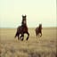 Horse Peoples