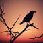 The Last Sunrise