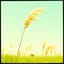 風に揺られて #Flowers