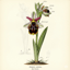 擬態 #Flowers